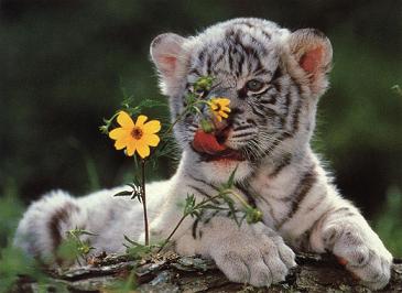 HOROSCOPO TIGRE horoscopo tigre: