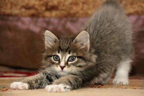 sonar-con-gatos