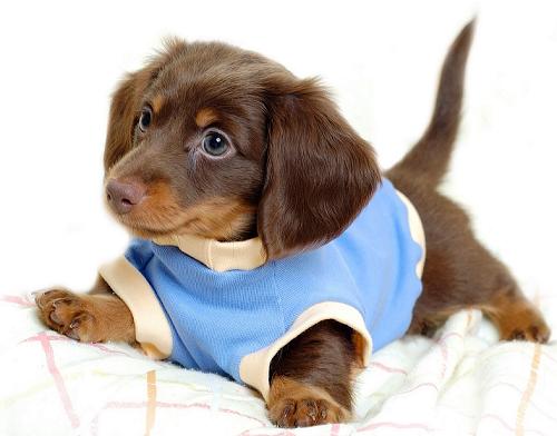 significado-de-los-suenos-sonar-con-perros